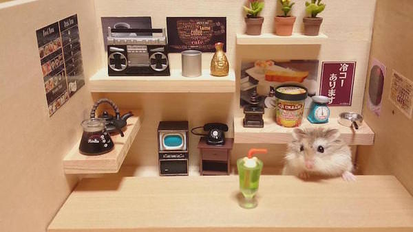 [攝影藝術]日本倉鼠 「銀次」的夢幻小食堂