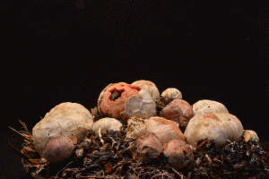 [攝影藝術]縮時攝影拍下菇類的成長影集