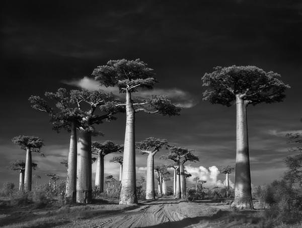 [攝影藝術]百年老樹尋根之旅