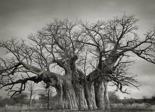 [攝影藝術]百年老樹尋根之旅
