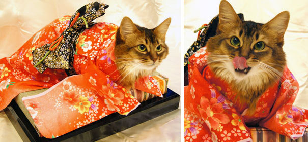 [寵物攝影]日本出品「喵星人和服浴衣攝影藝術」