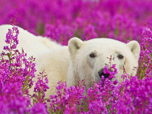 [視覺傳達]加拿大北極熊攝影藝術