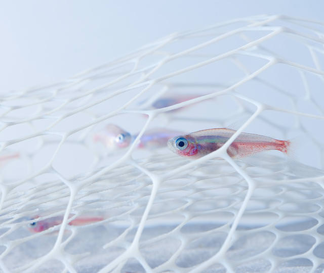 [水族設計]日本出品「3D列印極簡魚缸造景」