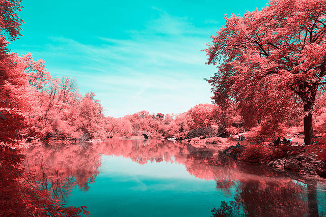 [攝影藝術]義大利出品「紐約中央公園櫻花季」