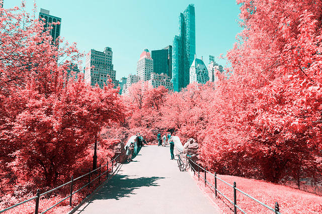 [攝影藝術]義大利出品「紐約中央公園櫻花季」