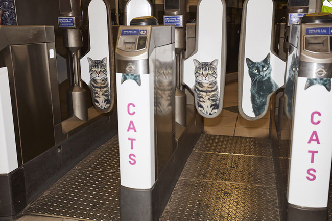 [創意行銷]CATS倫敦喵星人車站募資計畫
