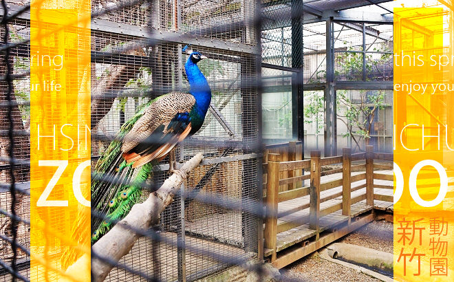 [新竹旅遊]新竹動物園#與動物明星的貼身互動‧賞櫻來新竹就對啦~ - Funtory設計生活
